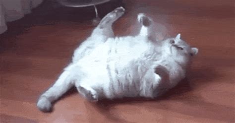 Cat fat gif - The perfect Ami Fat Cat Bravo Animated GIF for your conversation. Discover and Share the best GIFs on Tenor. Tenor.com has been translated based on your browser's language setting.